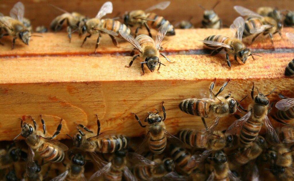 come spiegare importanza api bambini laboratorio