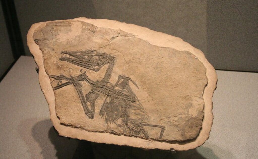 Fossili e dinosauri in Lombardia: visita al Parco Paleontologico di Cene fossile pterosauro museo bergamo