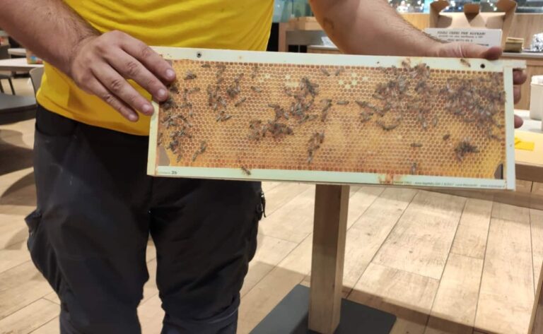 importanza api produzione miele