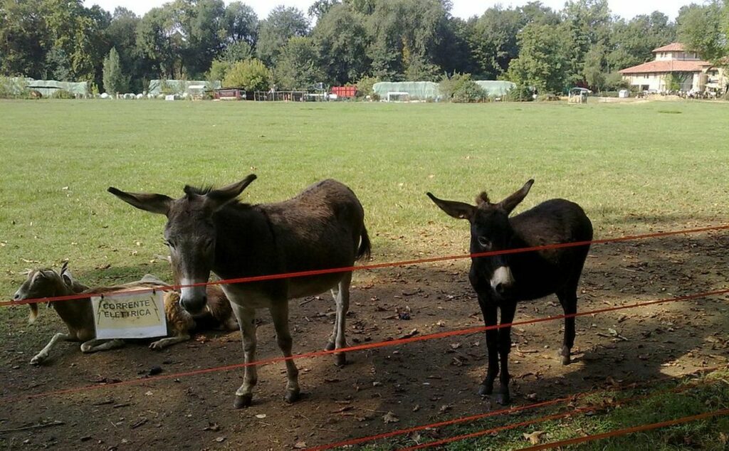 parco di monza fattoria degli animali
